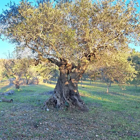 Viale Del Sole - Il Trullo Locorotondo