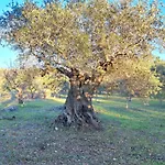 Viale Del Sole - Il Trullo Locorotondo