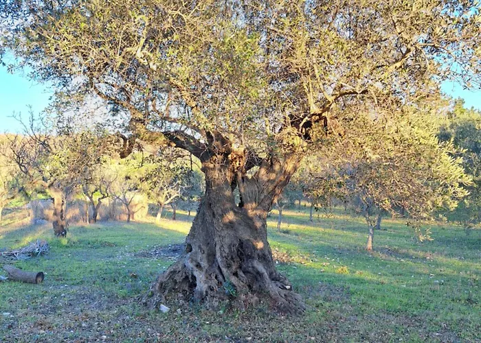 Viale Del Sole - Il Trullo ロコロトンド